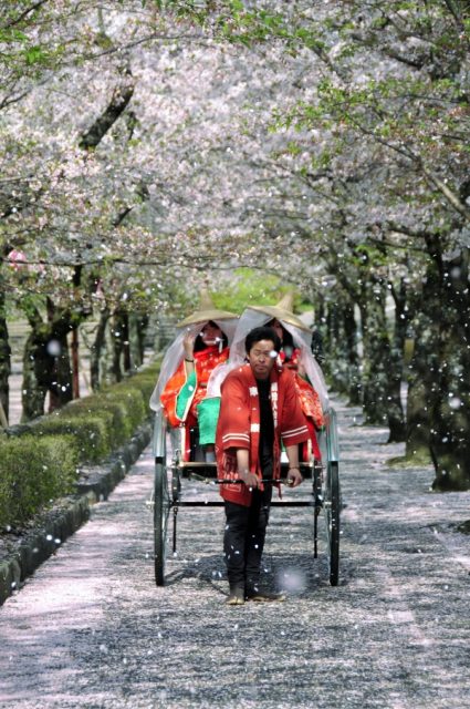 Imagen de rickshaw bajo los cerezos